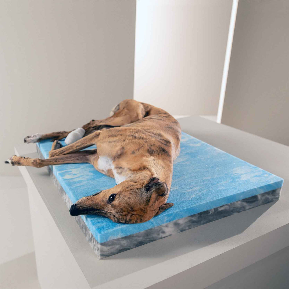 "Orthopädisches ORTHO Hundebett TEDDY in Blau mit weicher, wolkiger Textur und ruhendem Hund seitlich positioniert."