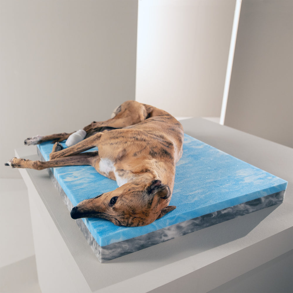 Entspannter Hund auf blauer Liegefläche des ORTHO OXFORD Hundebetts in minimalistischer Umgebung.