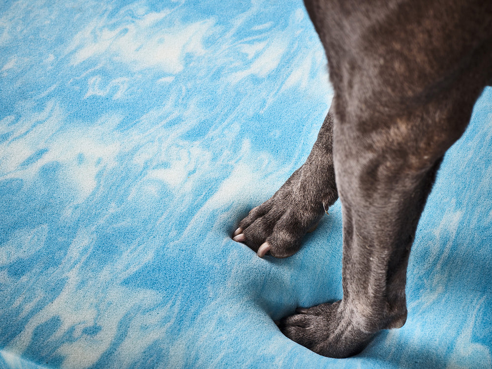 Pfoten eines Hundes auf einem blauen, marmorierten Teppich, der weich und gemütlich ist.