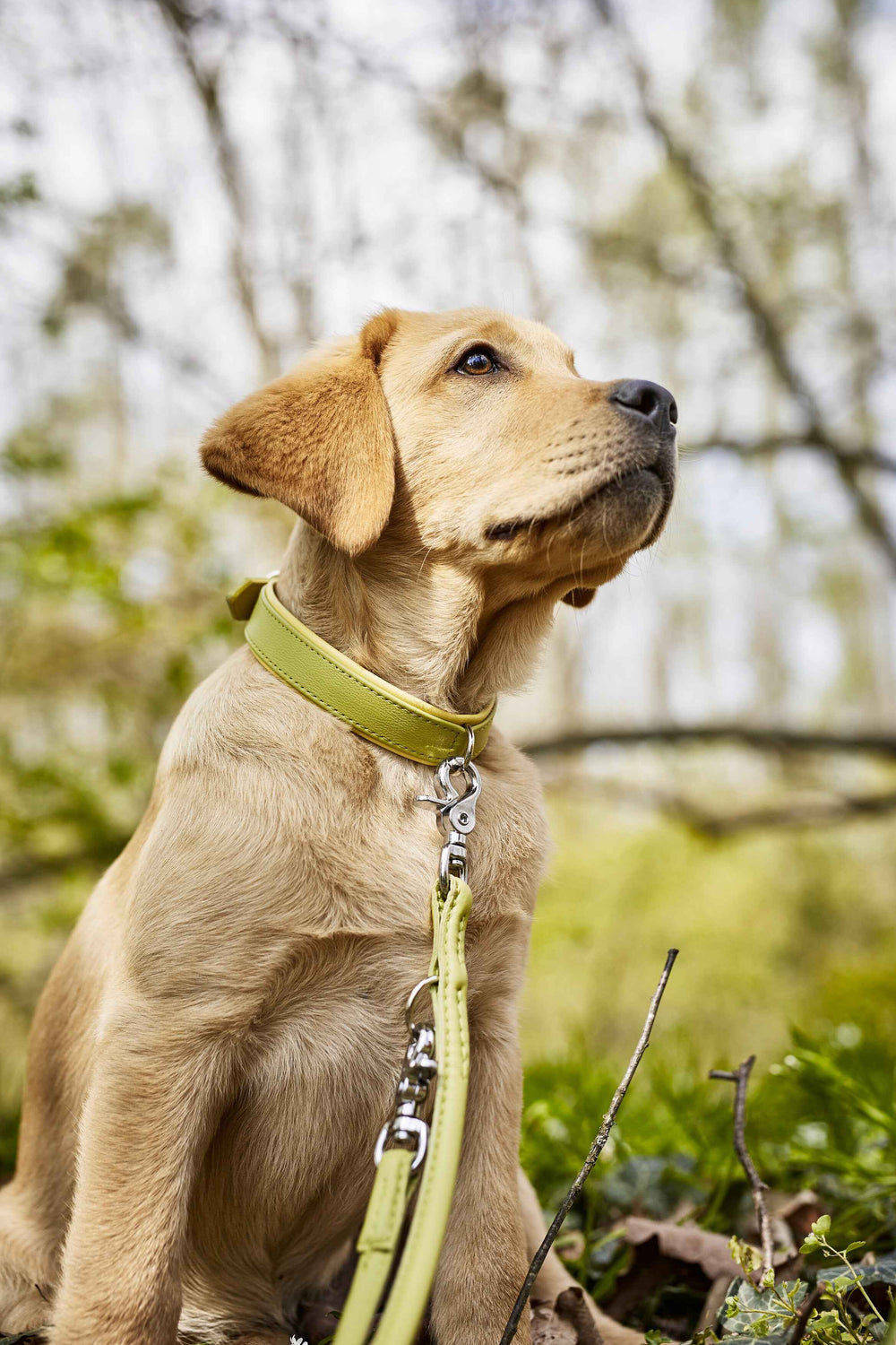 Stilvolles AMICI Nappa-Halsband in Gelb an hellbraunem Hund in natürlicher Umgebung für modebewusste Hundefreunde.