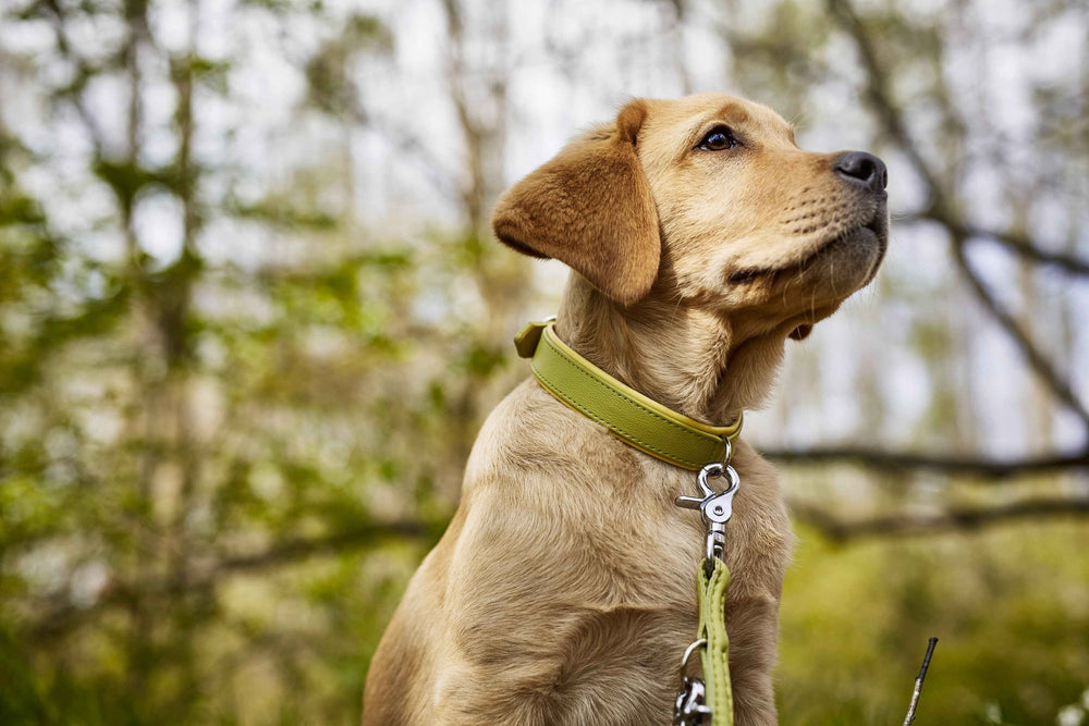 Stilvolles Nappa-Halsband von AMICI an einem goldenen Hund im Grünen, ideal für modebewusste Hundefreunde.
