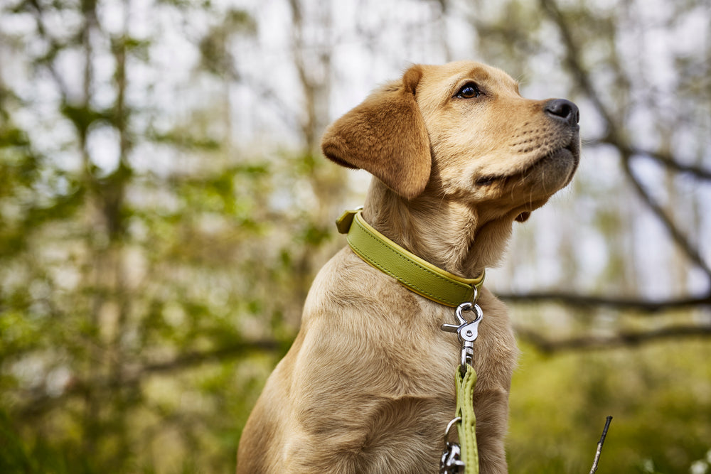 Junger Labrador in stylischem grünen Halsband mit Leine, sitzt aufmerksam im Freien, umgeben von verschwommenen Bäumen.