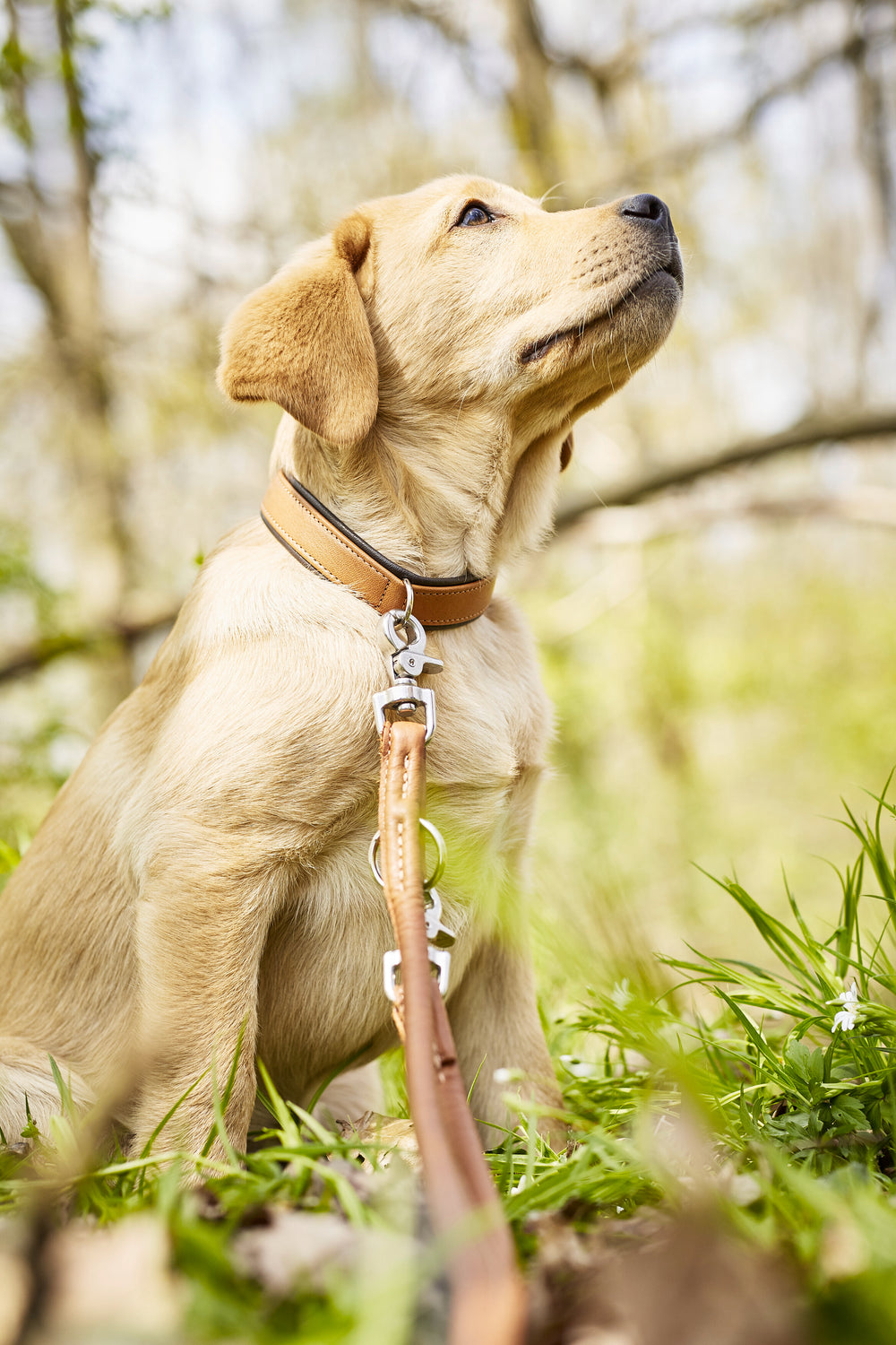Hellbrauner Labrador mit braunem Halsband und Leine in natürlicher Umgebung zwischen unscharfen Pflanzen.