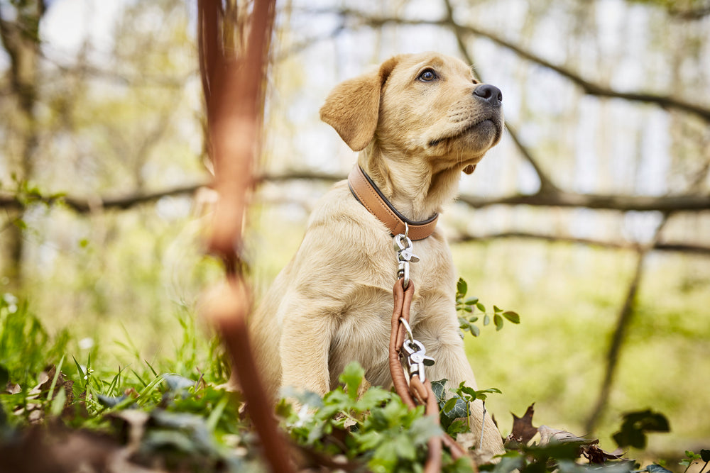Labrador-Welpe sitzt in der Natur mit braunem Halsband und Leine, umgeben von Bäumen und grünem Gras.