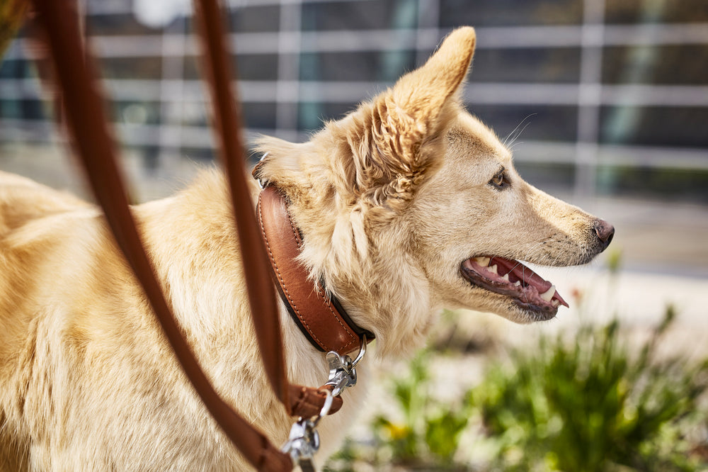 Goldenfarbiger Hund mit braunem Halsband vor unscharfen Pflanzen und modernem Gebäude, strahlt Freundlichkeit aus.