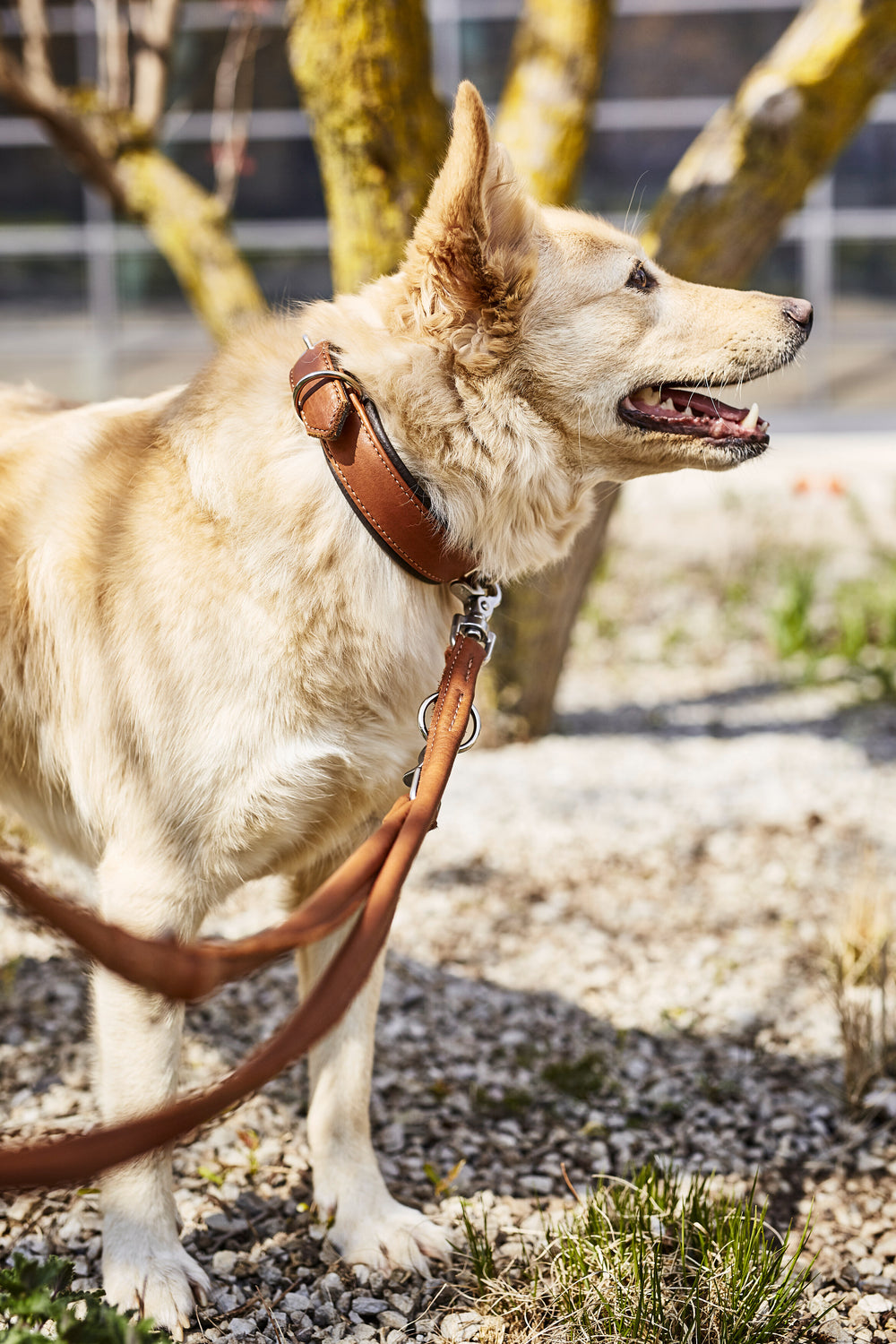 "Stylisches braunes Lederhalsband mit Leine für Hunde, vor einem Baum auf kieselbedecktem Boden."