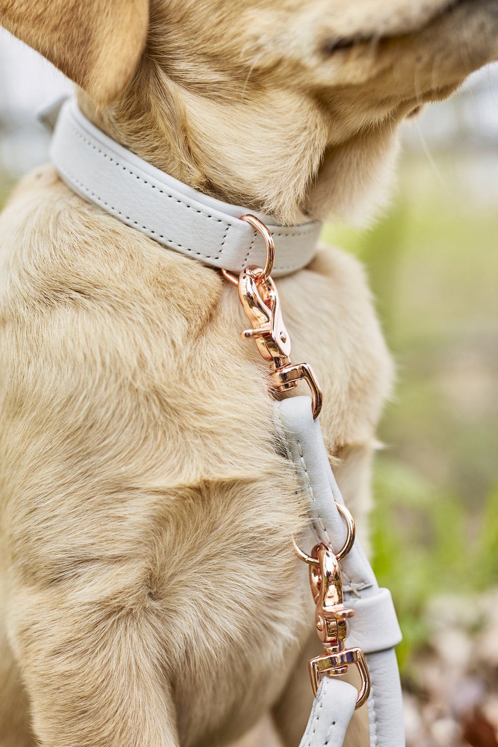 Stylisches hellgraues Halsband mit roségoldener Leine an einem Hund für ein modisches Accessoire.