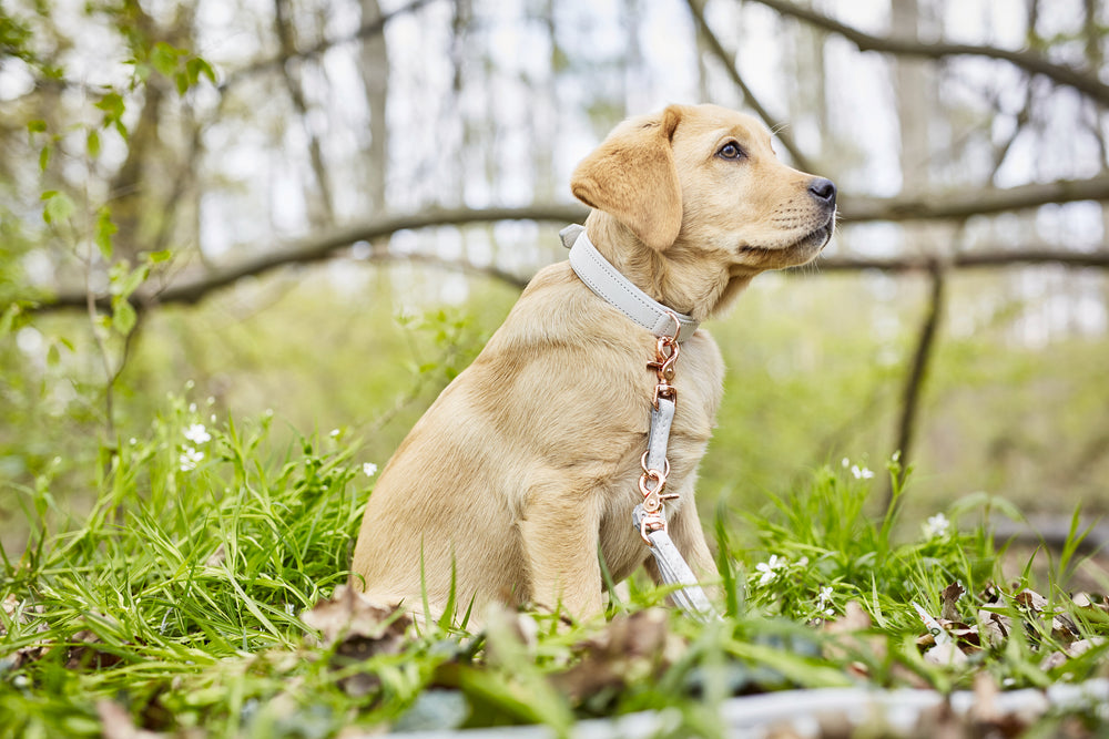 Kleiner, hellbrauner Welpe sitzt auf grünem Gras mit stylischem Halsband und Leine, umgeben von unscharfen Bäumen.