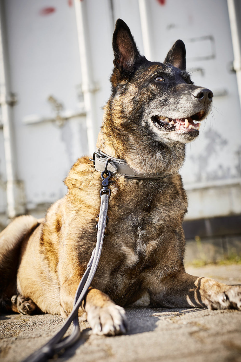 Gestromter Hund entspannt mit stylishem Halsband und Leine, schaut freundlich nach rechts. Modisches Accessoire für Hunde.