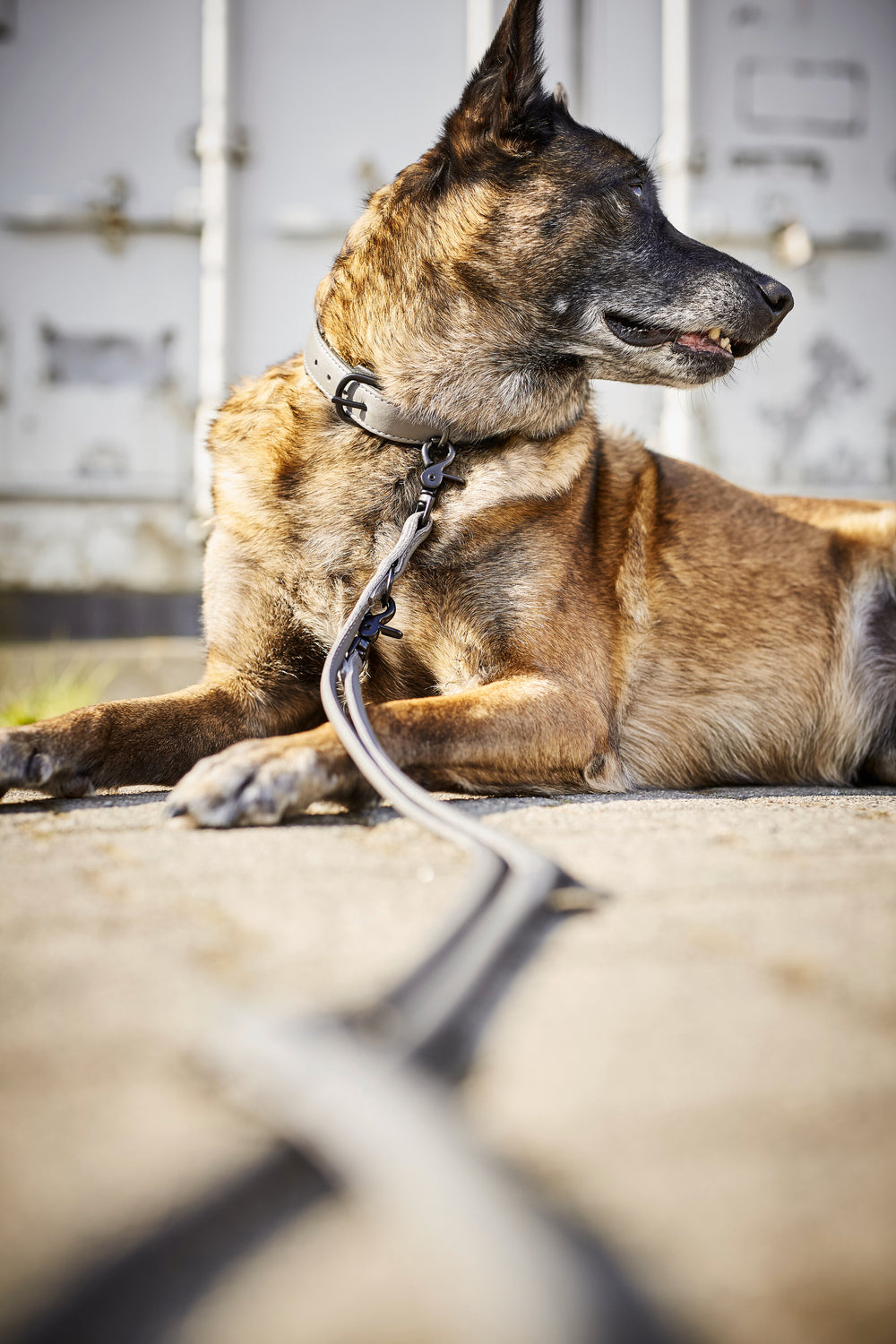 Stylischer Hund mit braunem Fell an einer Leine, blickt konzentriert auf asphaltierter Fläche. AMICI Halsband-Leinen-Kombination.