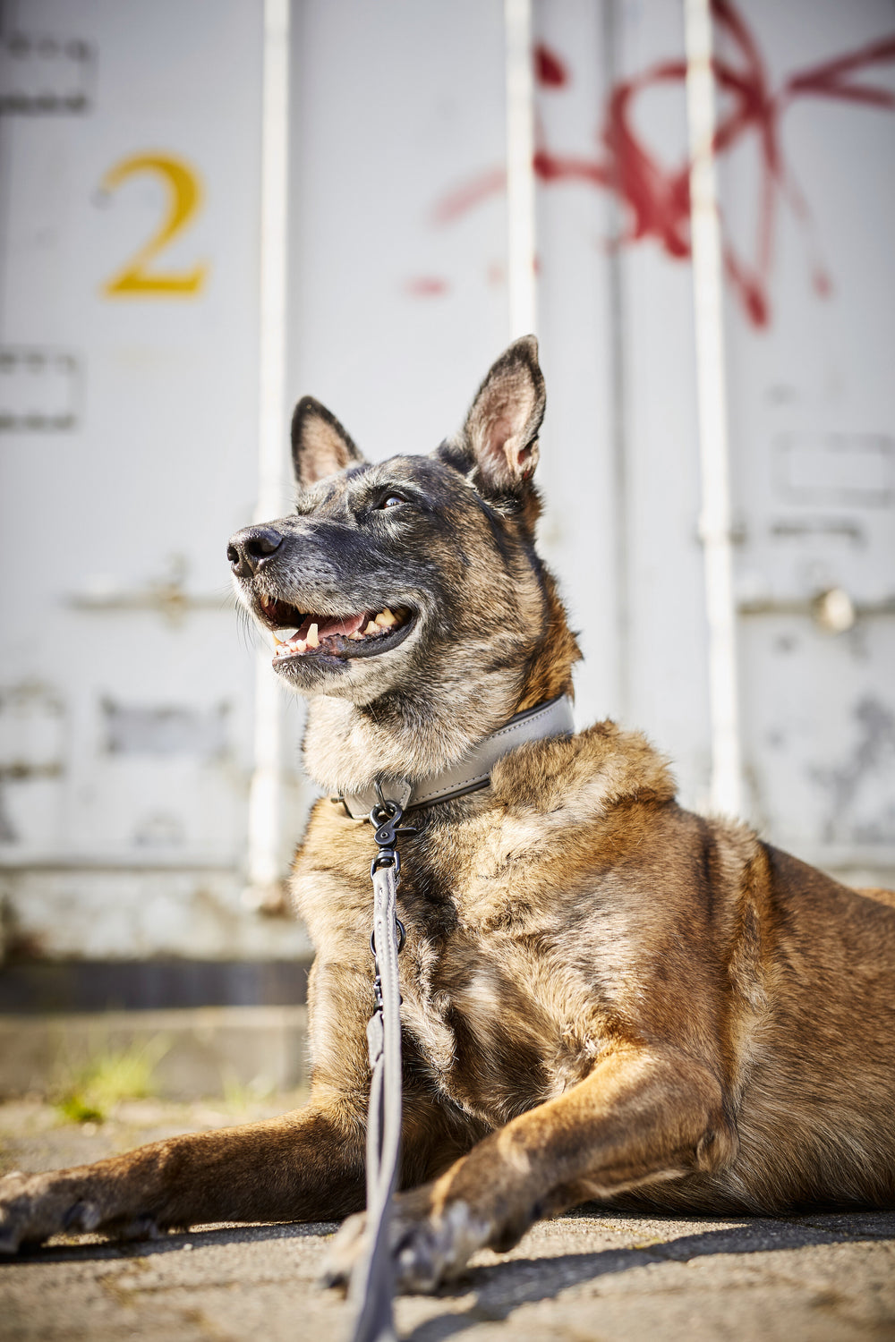 Malinois-Hund auf dem Boden mit stylischem Geschirr und Leine vor einer Graffiti-Wand mit gelber 2.