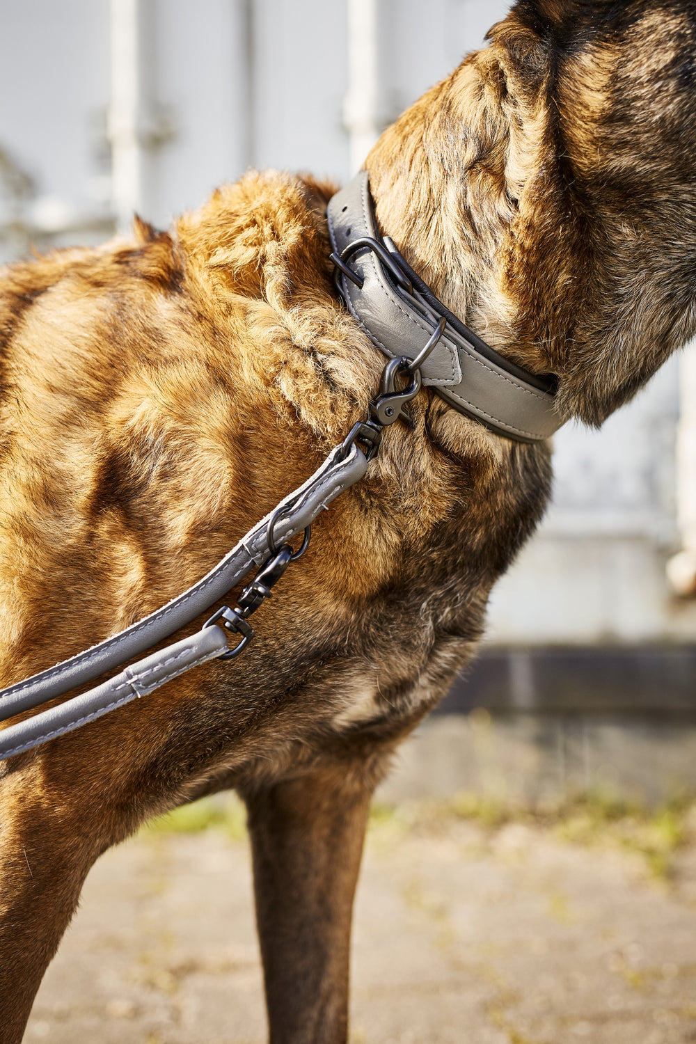 Stylisches graues Halsband und Leine für Hunde, perfekt für ein modisches Statement. Hund mit kurzem, braunem Fell.