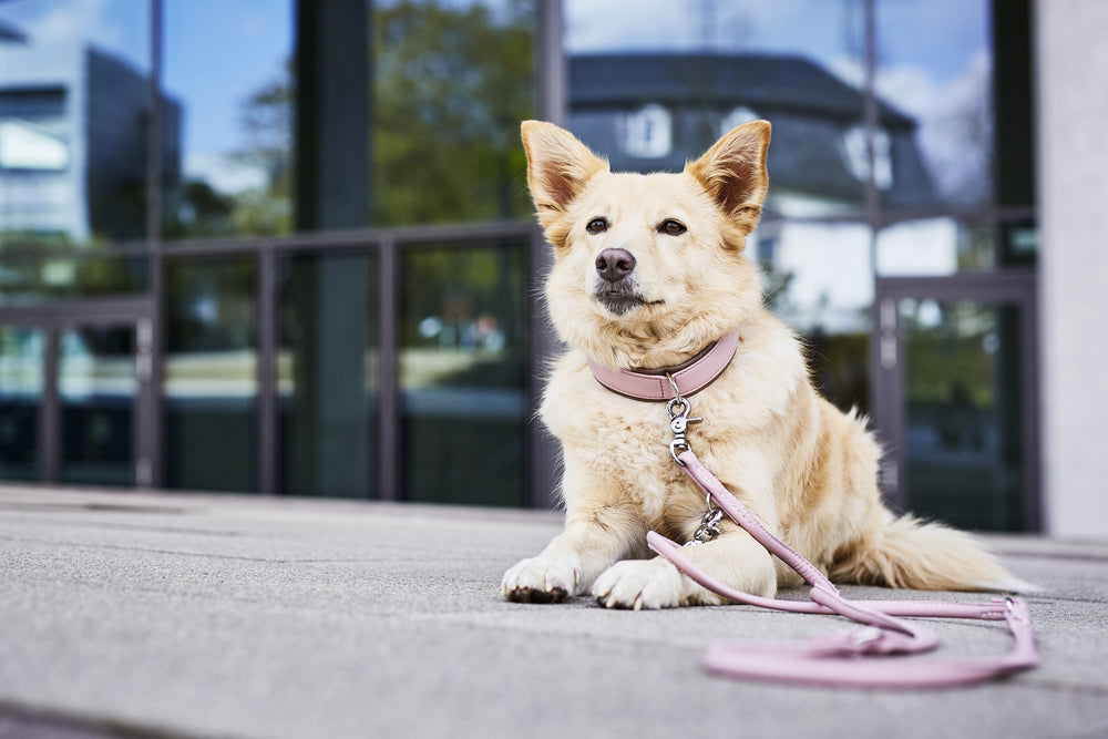 Hund auf grauem Gehweg mit pinkem Halsband und Leine, moderne Gebäude im Hintergrund, stylisches Fashion-Statement.