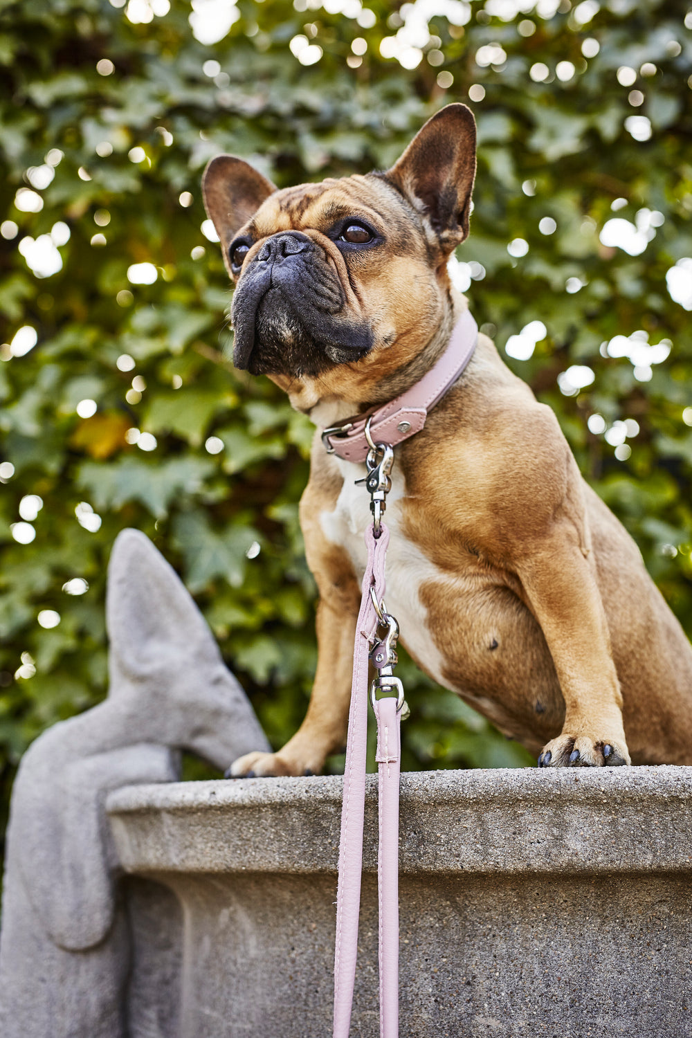 Französische Bulldogge auf Sockel mit pinkem Halsband und Leine, umgeben von grünen Blättern. Stilvolles Hundeaccessoire.
