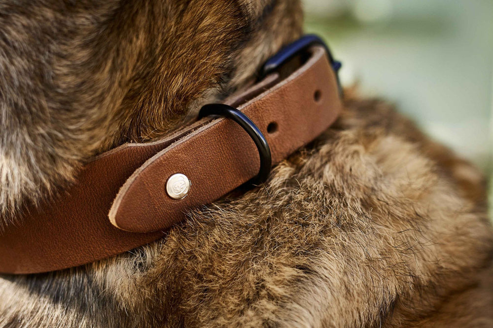 Braunes Lederhalsband von GIRO mit metallener Schnalle für Hunde, ideal für jeden Einsatz und bequem am Nacken anliegend.