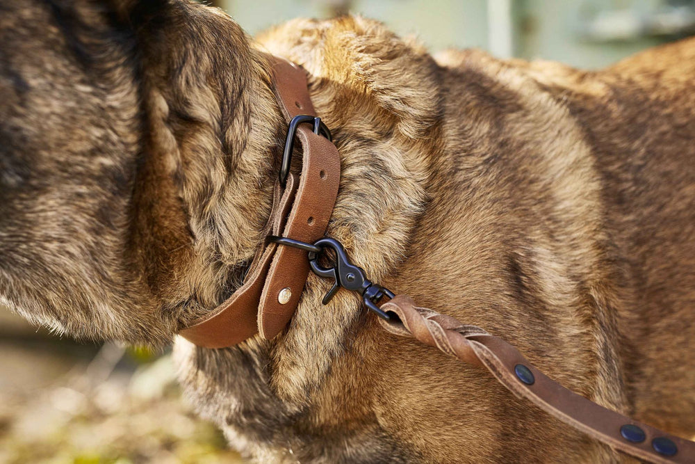 Braunes Lederhalsband mit schwarzer Schnalle für Hunde, perfekt für jeden Einsatz, mit geflochtener Leine.
