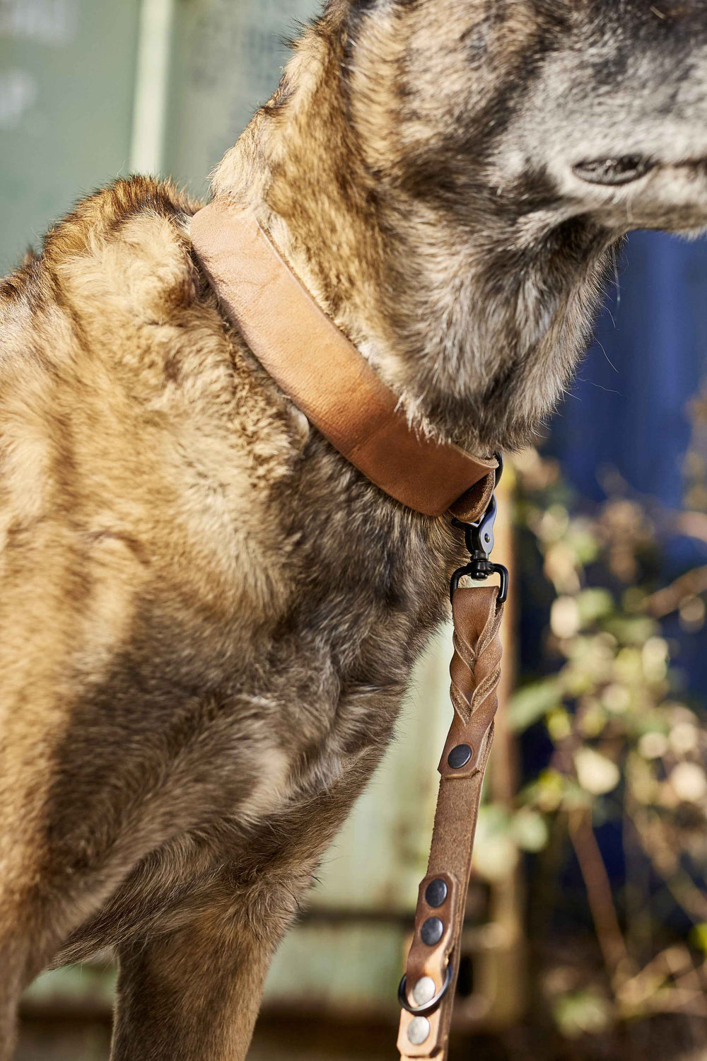 "Braune Lederleine von GIRO, stabil und stilvoll für Hunde jeder Größe, perfekt für jeden Einsatz."