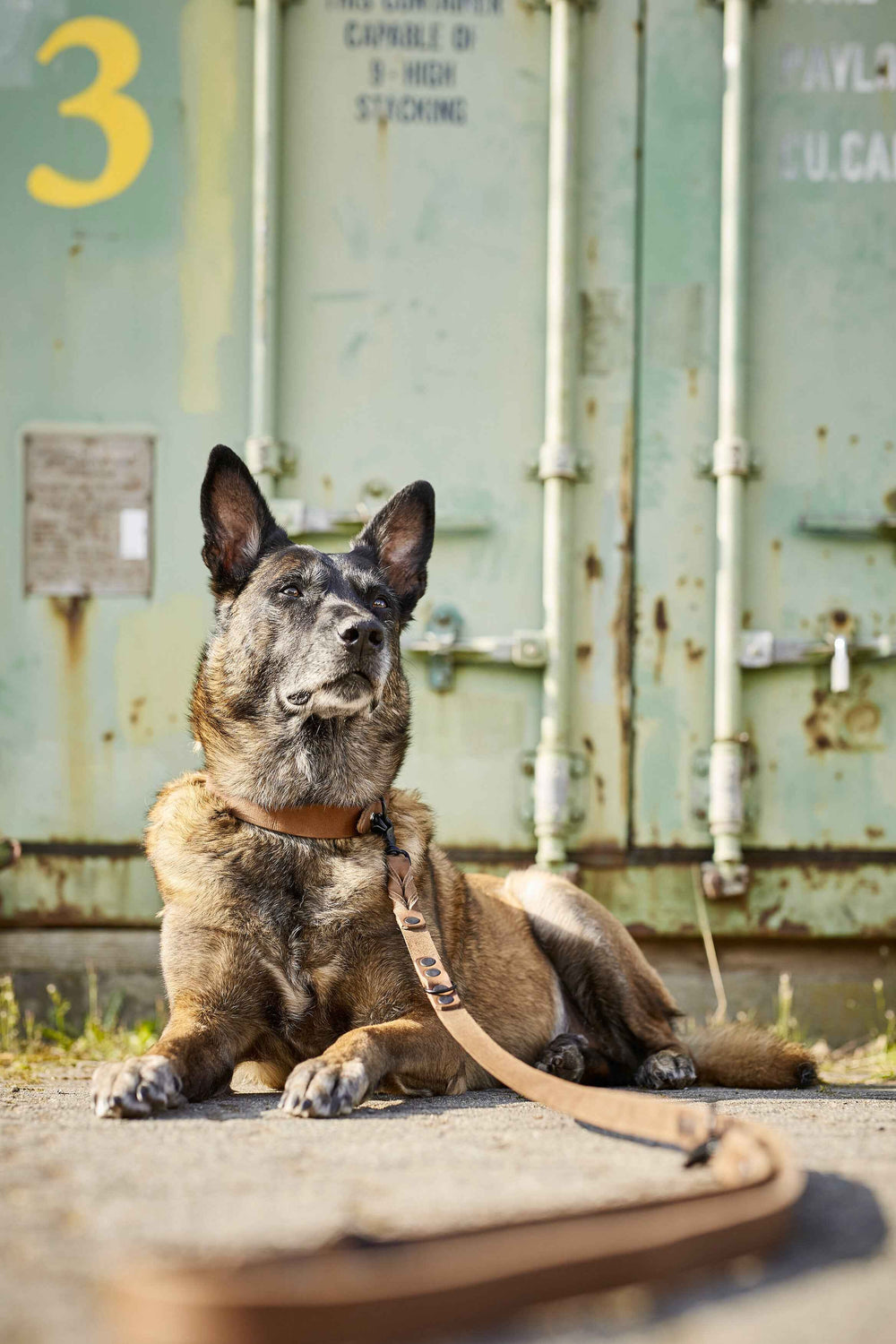 Braun gefleckter Hund mit GIRO Halsband entspannt auf dem Boden vor grüner Wand. Ideal für jeden Einsatz.