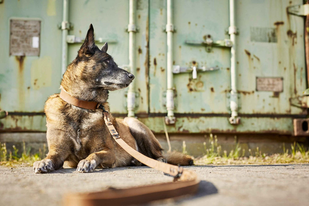 Brauner Hund mit breitem GIRO-Halsband liegt auf Asphalt, angeleint vor einer grünen Lagercontainerwand.