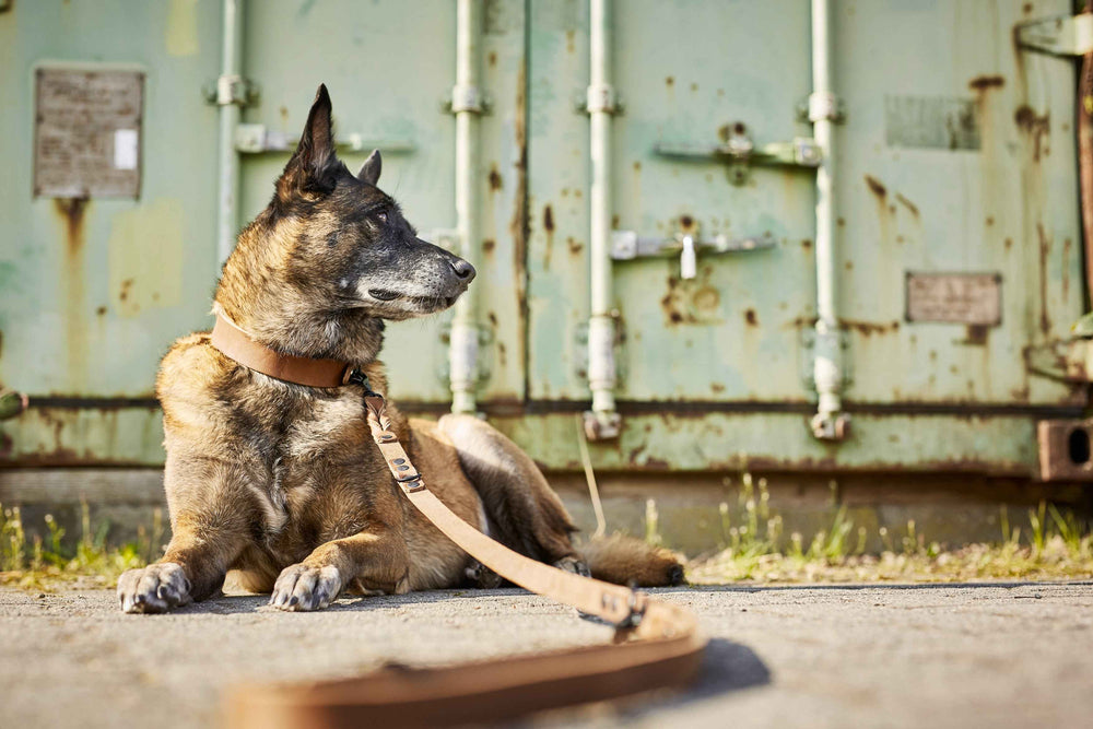 "Entspannter Hund mit gestromtem Fell und GIRO-Leine auf dem Boden vor grüner Metalloberfläche."