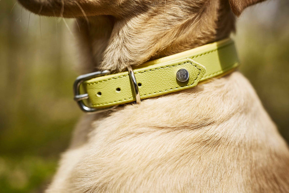 Stylisches Nappa-Halsband für Hunde in Gelb, gefertigt aus Leder mit silberner Schnalle für modebewusste Hundefreunde.