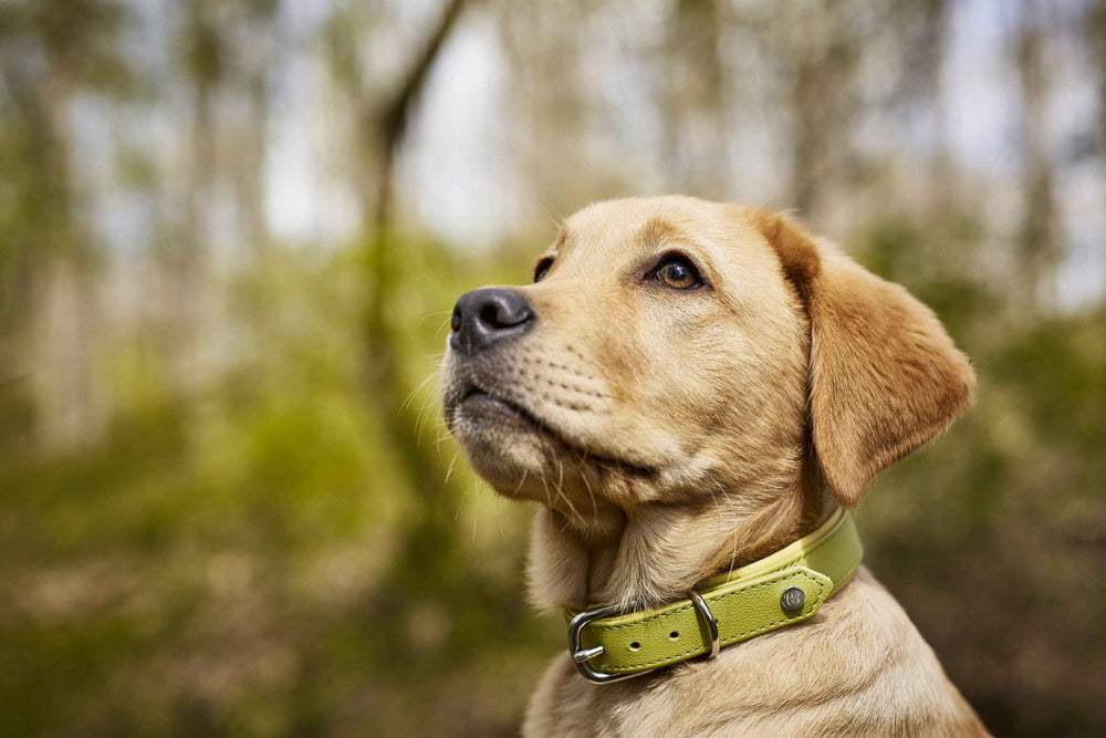 Stylisches Nappa-Halsband AMICI an Labrador in Beige, umgeben von grünem Wald und Laub, aufmerksam schauend.