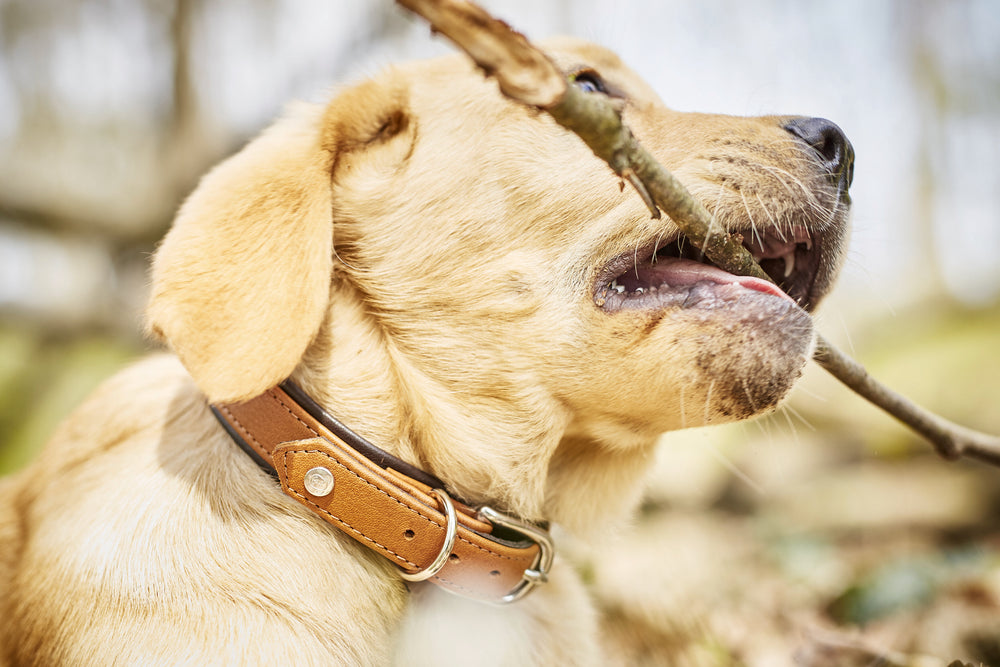 Junger Labrador mit Stock im Maul, trägt trendiges braunes Lederhalsband, umgeben von verwischter Natur.