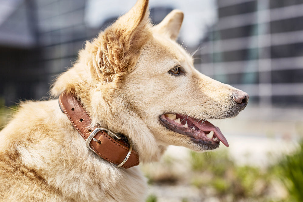 Stylischer Hund in braunem Halsband vor unscharfen geometrischen Strukturen an einem sonnigen Tag.