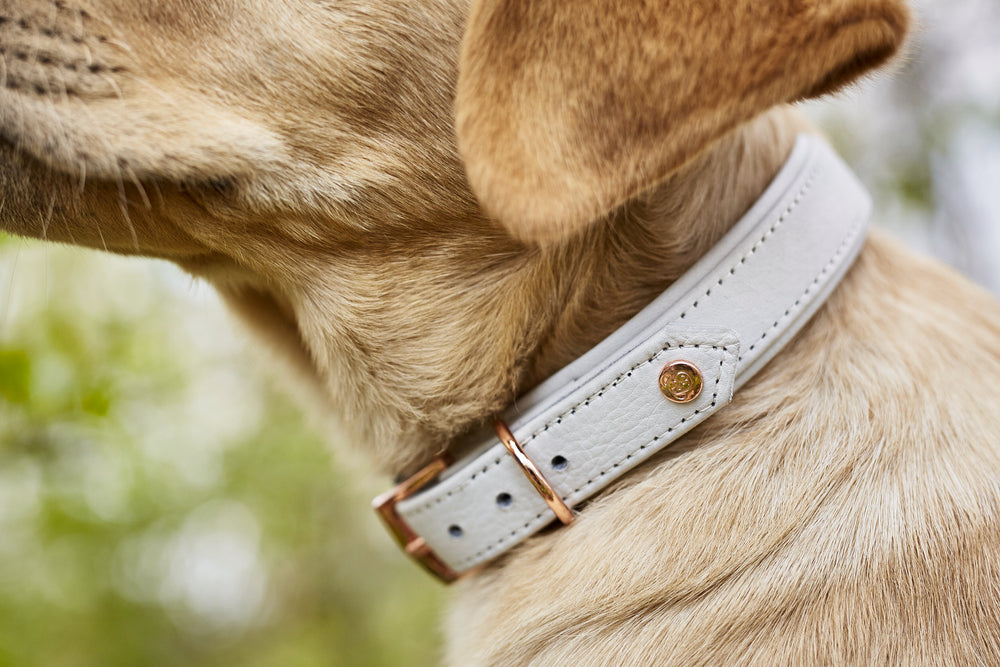 Stylisches Halsband mit goldener Schnalle am Labrador in grüner Umgebung. Perfekt für modebewusste Hunde.