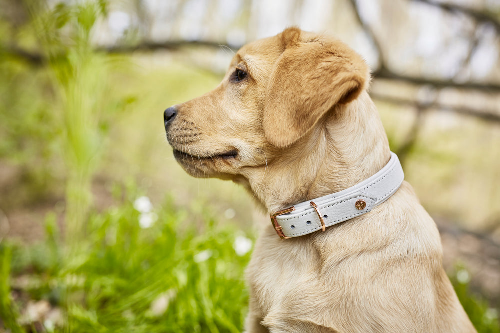 Junger Labrador-Welpe im Profil mit stylischem weißen Halsband und dekorativer Schnalle, umgeben von grünen Pflanzen.