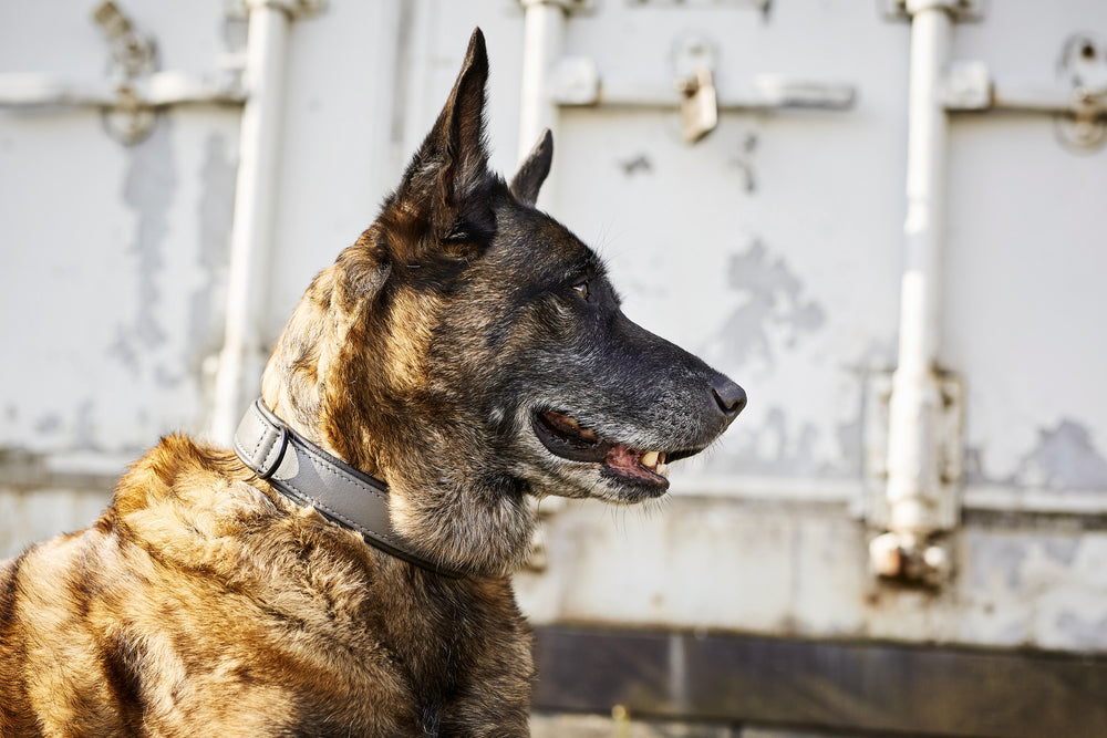 Belgischer Malinois mit gestromtem Fell und Halsband, seitlich im Profil vor grauem Hintergrund. Fashion-Statement für Hunde.