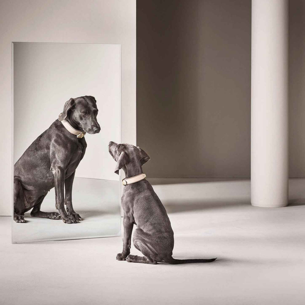 "Grauer Hund betrachtet sein Spiegelbild im stilvollen Nappa-Halsband vor neutralem Hintergrund."