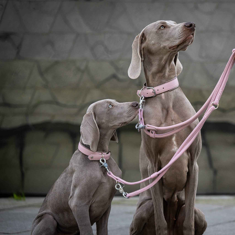 "Zwei Weimaraner-Hunde mit pinkfarbenen AMICI Nappa-Halsbändern, stilvoll und modisch in unscharfem Hintergrund."
