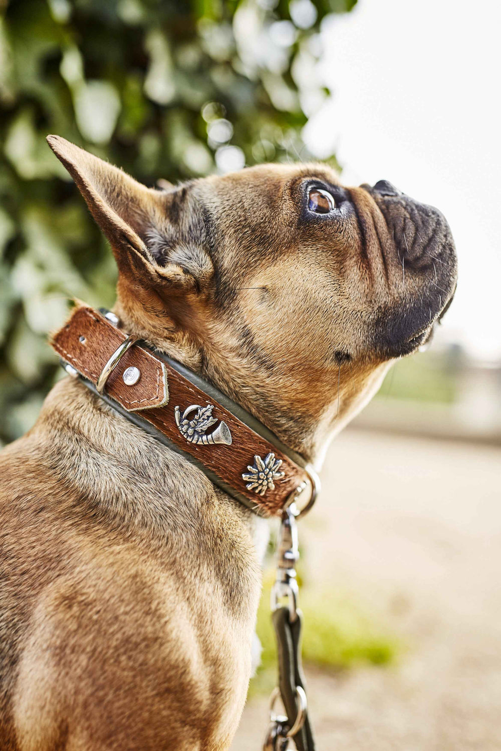 Alt-Text: Exklusives braunes Leder-Hundehalsband mit Silber-Elementen und pflanzlichen Motiven, getragen von einer Französischen Bulldogge.