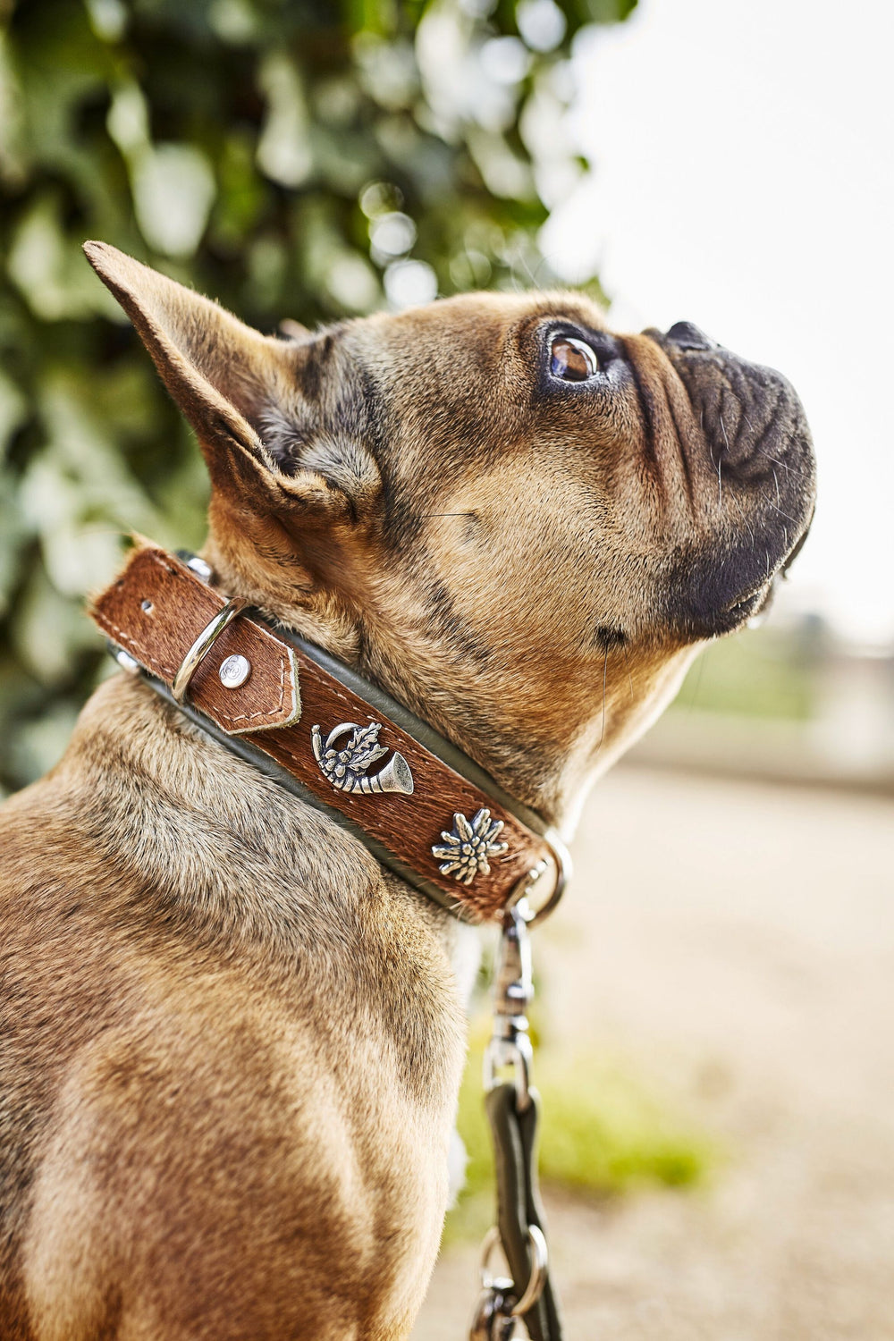Französische Bulldogge mit dekorativem Halsband, die neugierig nach oben schaut, umgeben von grünem Blätterhintergrund.