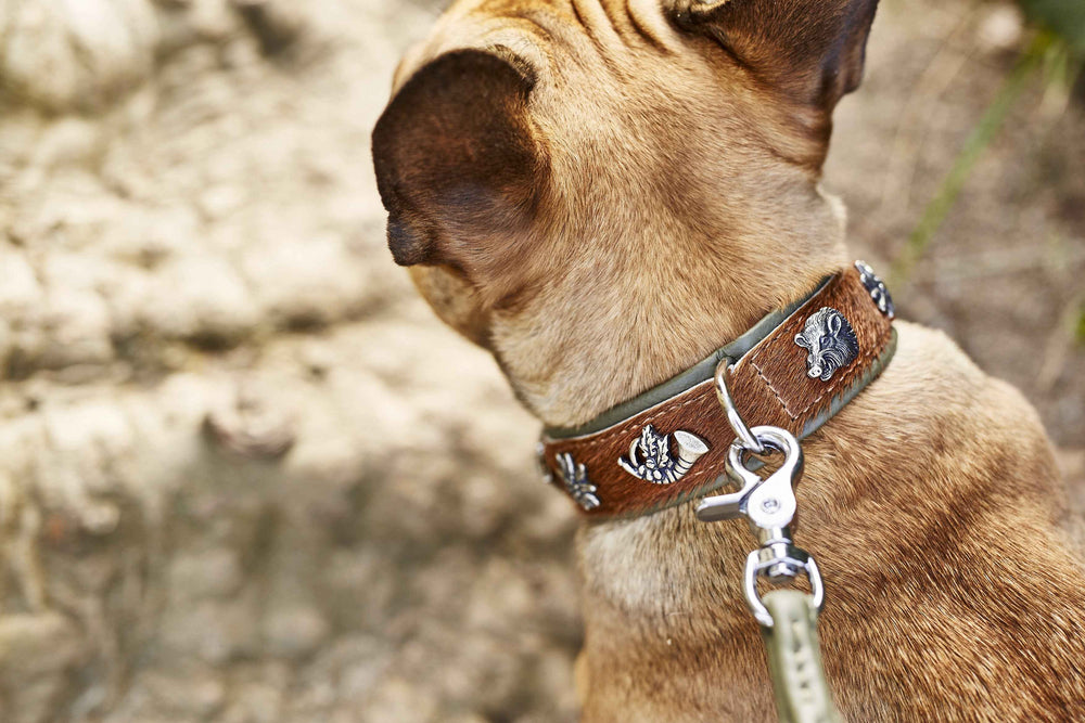 ALT-Text: Braunes exklusives Hundehalsband von BAVARIA mit silbernen Applikationen und Leine am Hund.