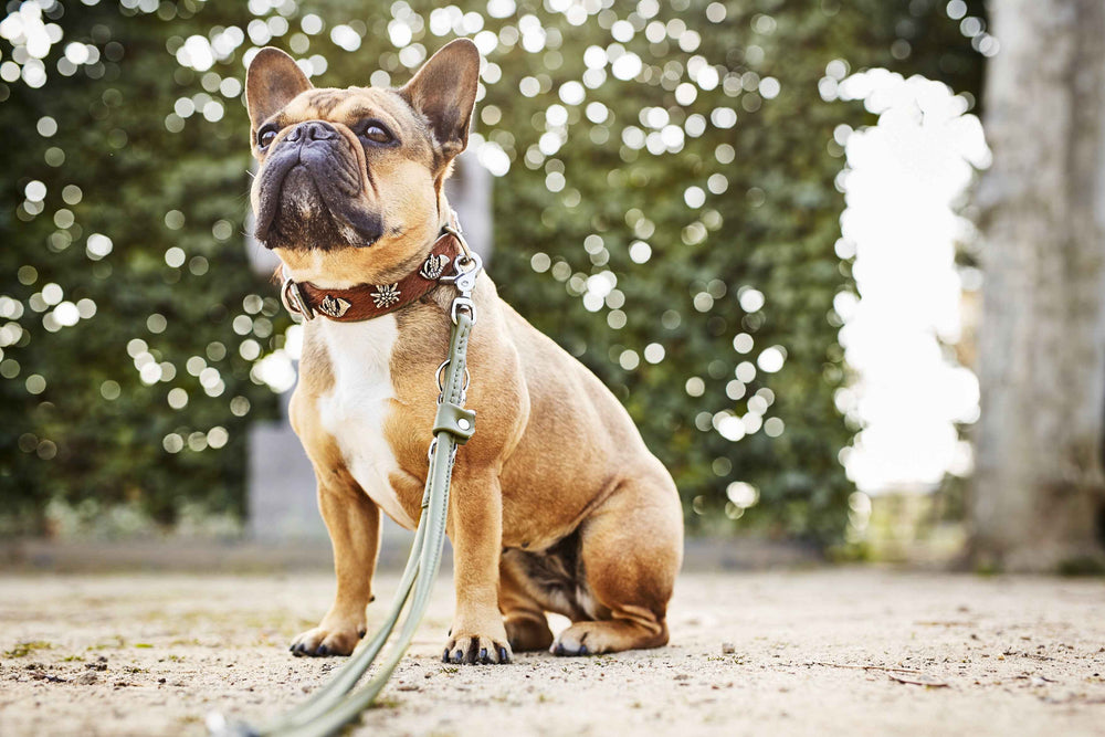 "Französische Bulldogge mit braunem BAVARIA Hundehalsband und grüner Leine auf einem Weg, umgeben von hellen Lichtakzenten."