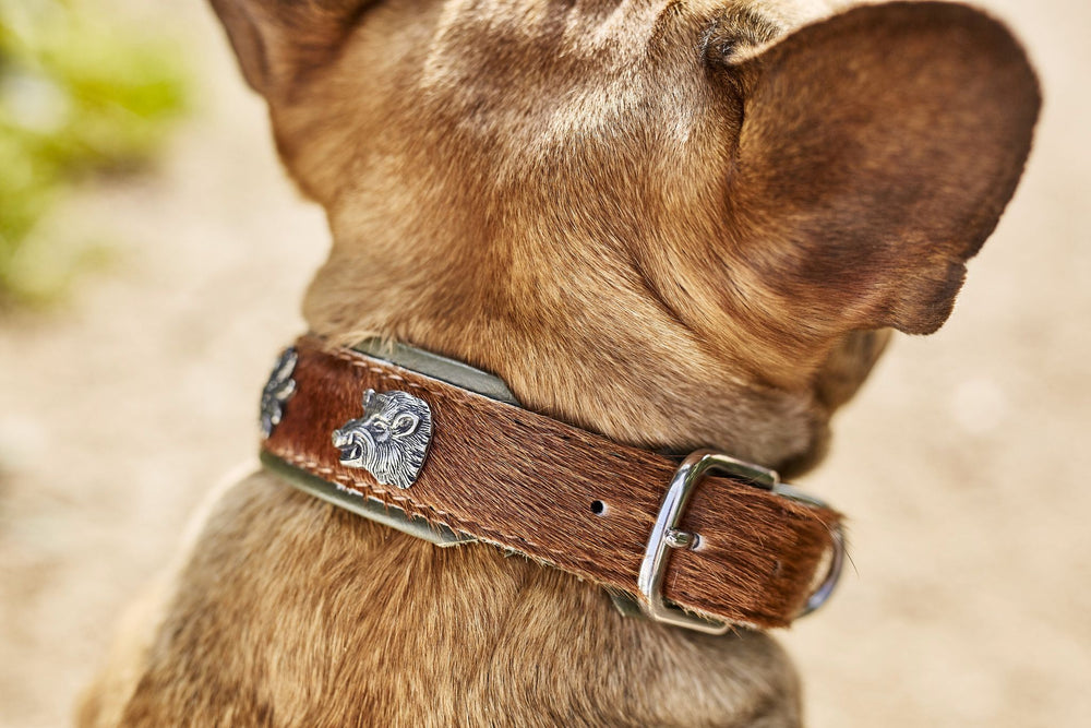 Halsband für Hunde aus Leder mit Wildschweinverzierung, perfekt für einen stilvollen Auftritt. Kurzer, heller Hund.
