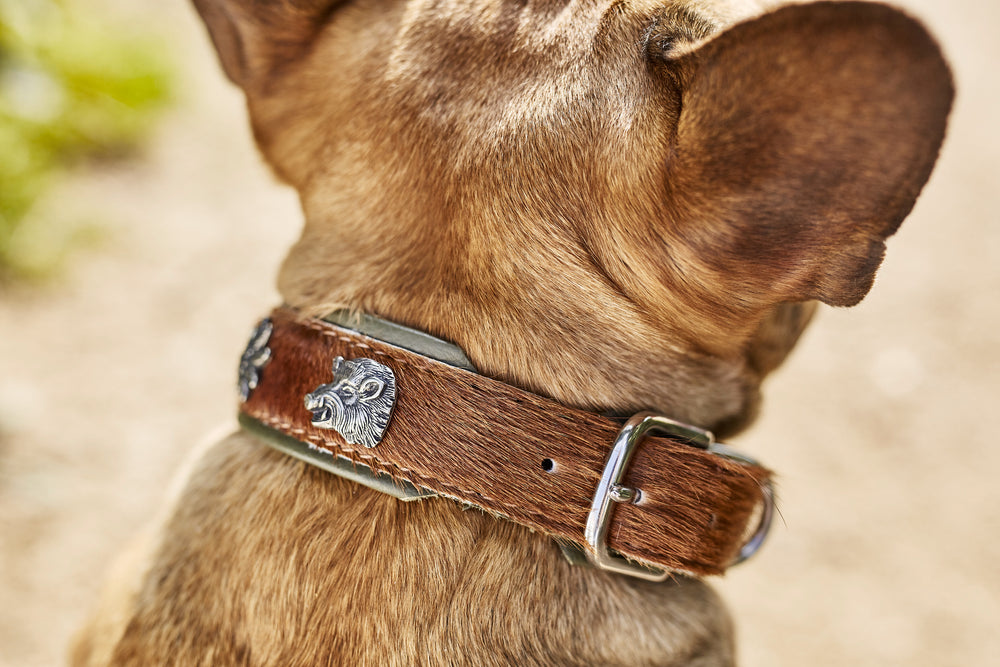 Halsband für Hunde aus Leder mit Wildschweinverzierung, perfekt für einen stilvollen Auftritt. Kurzer, heller Hund.