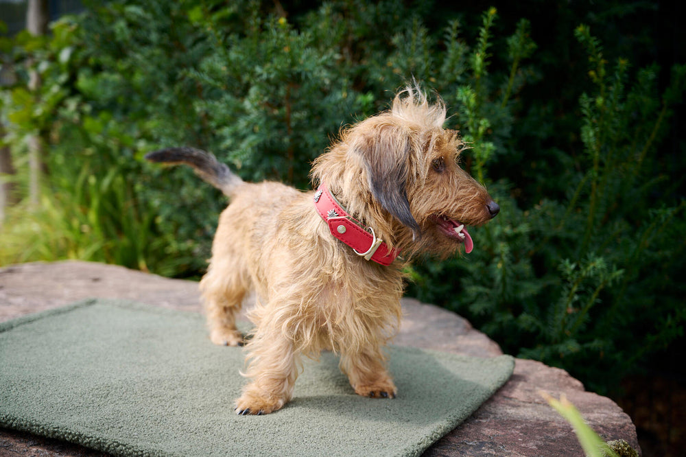Brauner Dackel mit rotem Halsband steht auf grünem Untergrund, umgeben von Pflanzen - elegantes Hunde-Set.