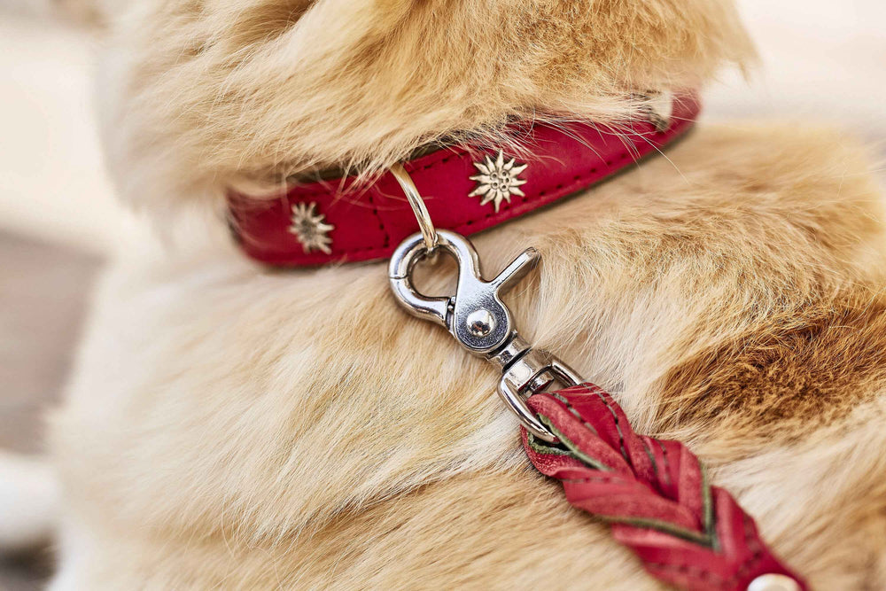 Edelweiss Hundeleine aus Fettleder, hundefreundliches Design mit Karabinerhaken und handgeflochtenen Details.