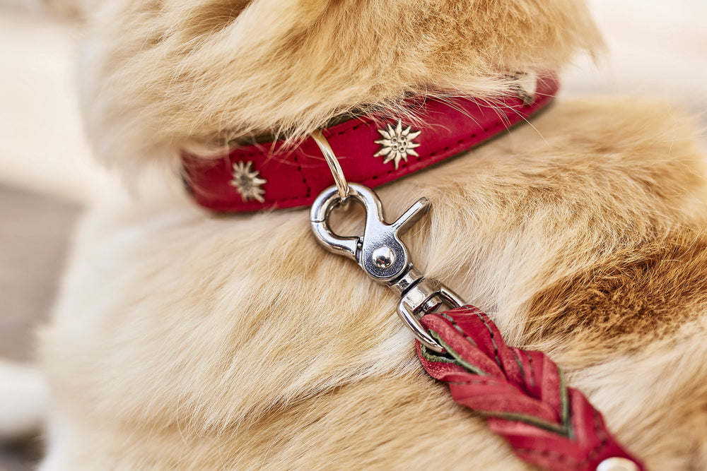 Elegantes rotes Halsband mit goldenen Verzierungen für traditionsbewusste Hundefreunde, präsentiert an einem stilvollen Hund.