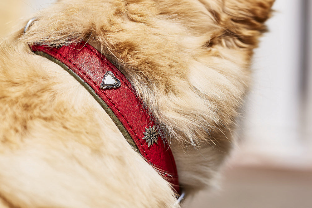 Rotes Hundehalsband mit Herz- und Sonnenapplikationen für stilbewusste Hundefreunde.