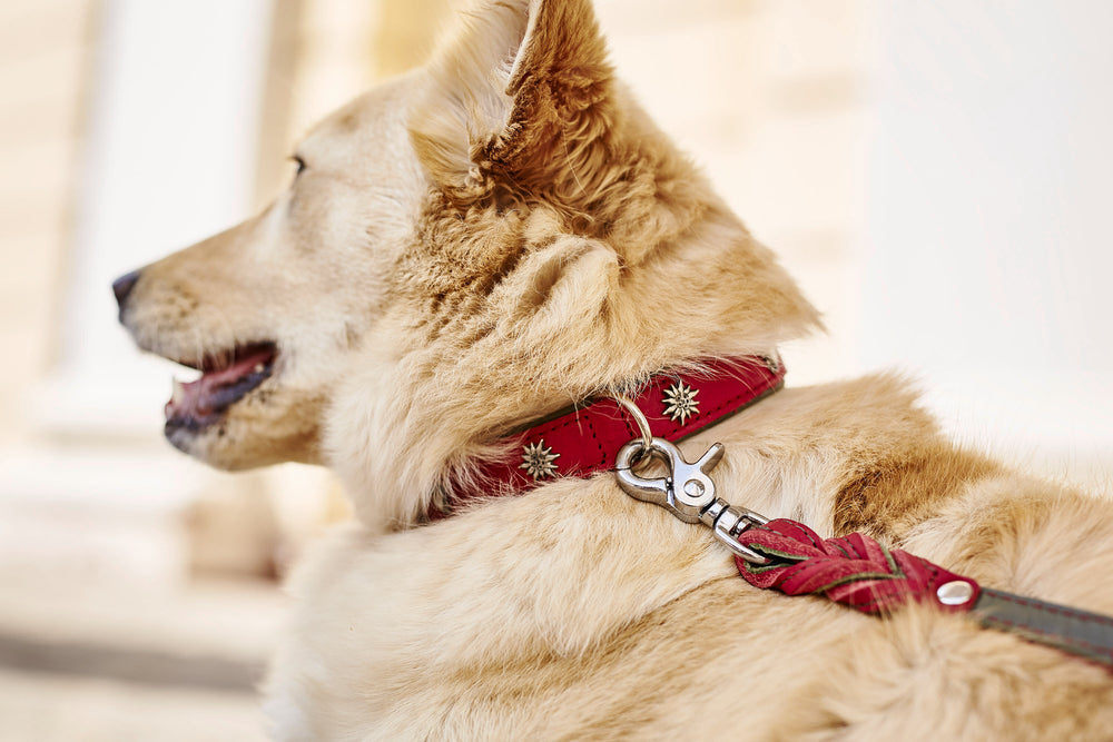 Elegantes Hundehalsband und Leine Set in Rot mit goldenen Sternen für stilbewusste Hundefreunde.