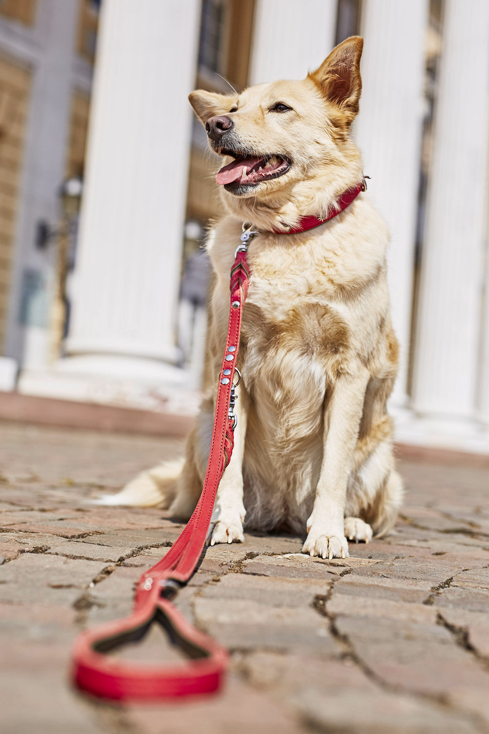 Eleganter Hund mit hellem Fell sitzt an roter Leine vor Säulen, ideal für traditionsbewusste Hundefreunde.