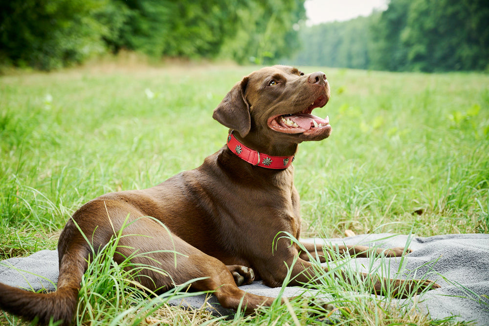 Brauner Labrador mit rotem, gemustertem Halsband auf grauer Decke im Grünen, fröhlich lächelnd in die Kamera.