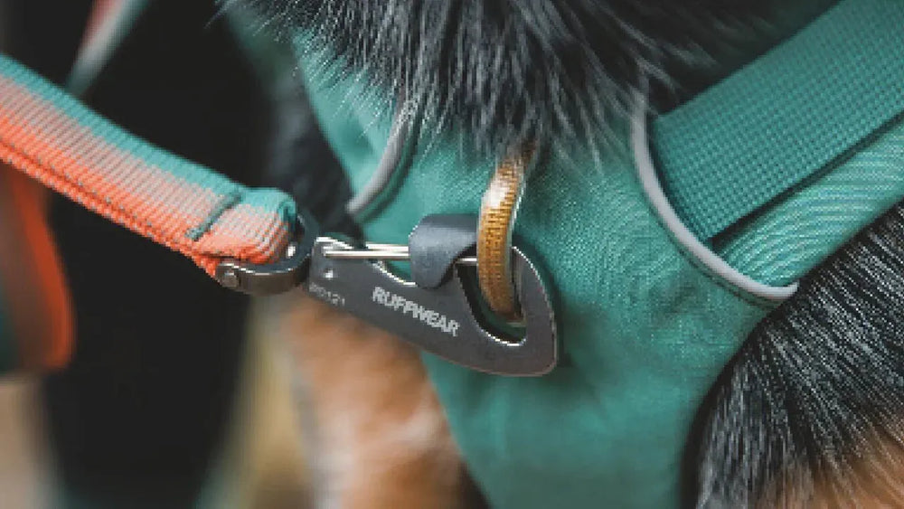Hund mit grünem Geschirr und orangefarbener Leine, befestigt an einem Karabinerhaken für Sicherheit im Freien.