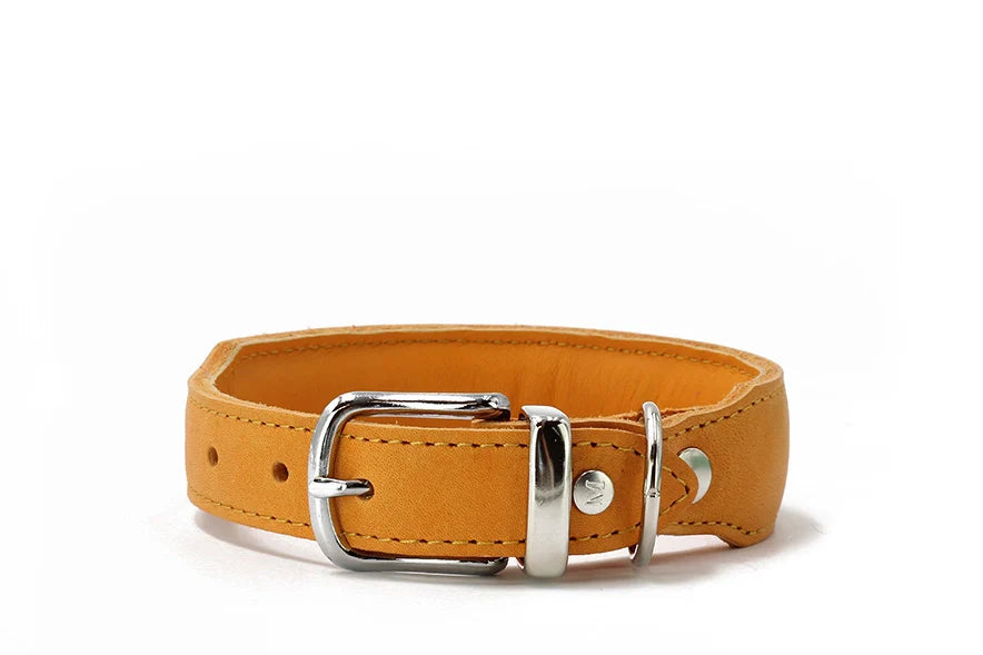 Gepolstertes gelbes Lederhalsband Mono Pop mit silberner Schnalle und verstellbaren Löchern für optimalen Tragekomfort.
