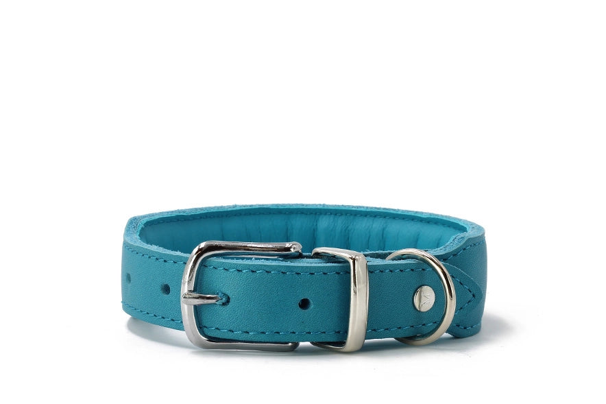 Türkisfarbenes, gepolstertes Lederhalsband mit silberner Schnalle und D-Ring auf weißem Hintergrund.