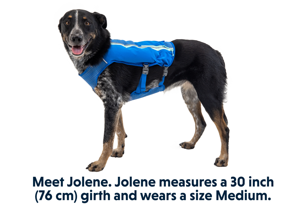 "Jolene, ein Hund in blauer Trail Runner™ Laufweste, ideal für Outdoor-Aktivitäten, Brustumfang 76 cm."